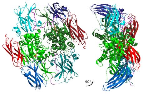 Structure of Factor XIII