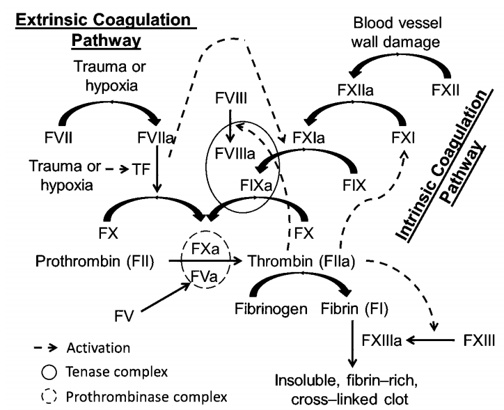 An overview of the waterfall model coagulation cascade