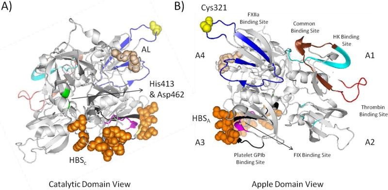 Cartoon depiction of monomeric human FXI structure