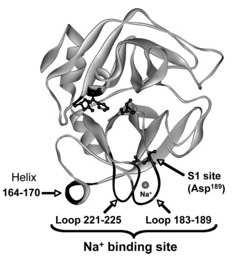 Schematic representation of crystal structure of the catalytic domain of Factor  Xa