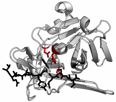 Proteases