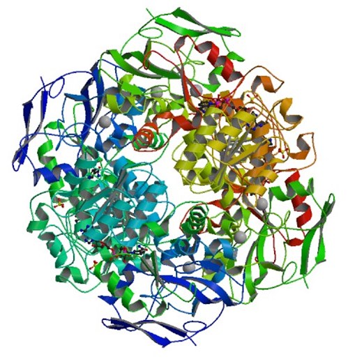 Structure of formaldehyde dehydrogenase