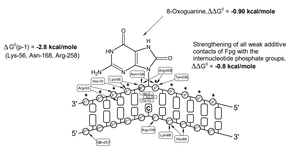 Thermodynamic model of interactions of Fpg with specific DNA