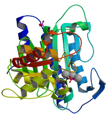 Enzyme Activity Measurement for Fructose-Bisphosphatase