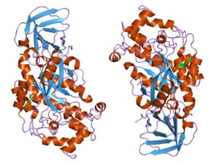 Protein structure of Alpha-L-fucosidase.