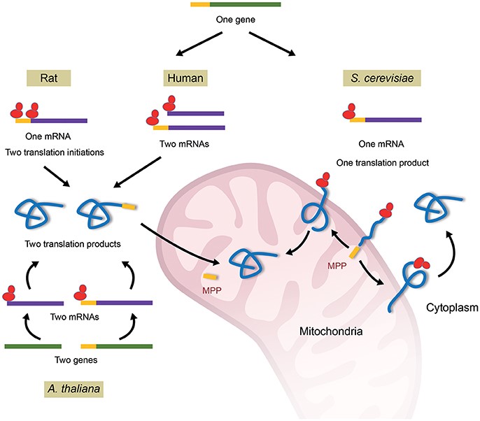Mechanisms of fumarase dual targeting in different organisms