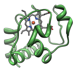 Fungal ferroxidases (Fet3-type) 