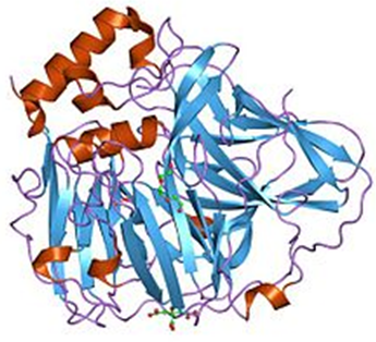 Fungal pigment MCOs