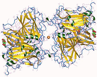 Fungal pigment MCOs