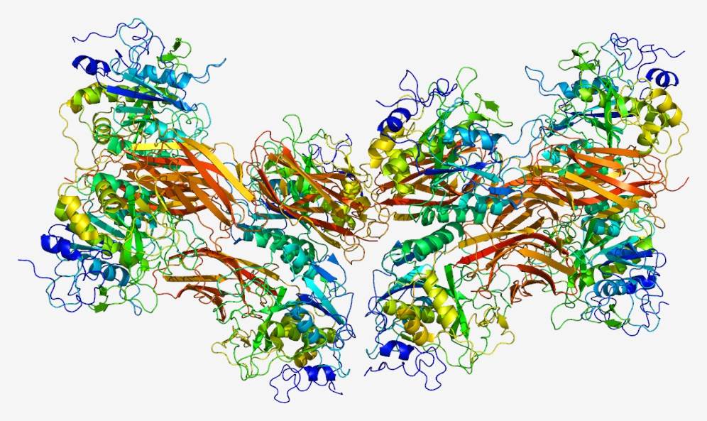 Protein structure of furin