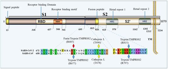 Schematic of furin.