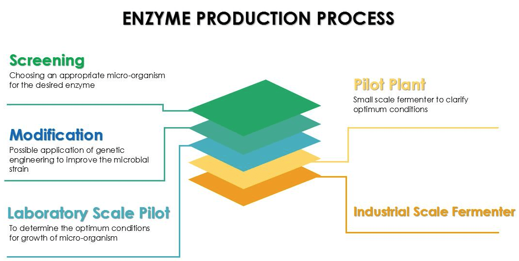 BIOTECHNOLOGICAL-PROCESS-OF-ENZYME-PRODUCTION