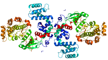 G protein-coupled receptor kinase (GRKs)