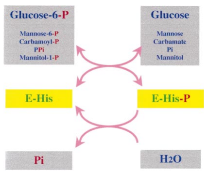 Reaction mechanism of G6Pase
