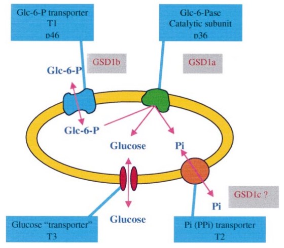 Substrate-transport model