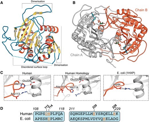 Crystal structure of  uridylylated hGALT at 1.9 Å resolution