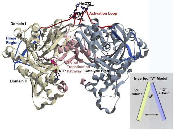 Overview of the Enterococcus casseliflavus GlpK O-X Dimer