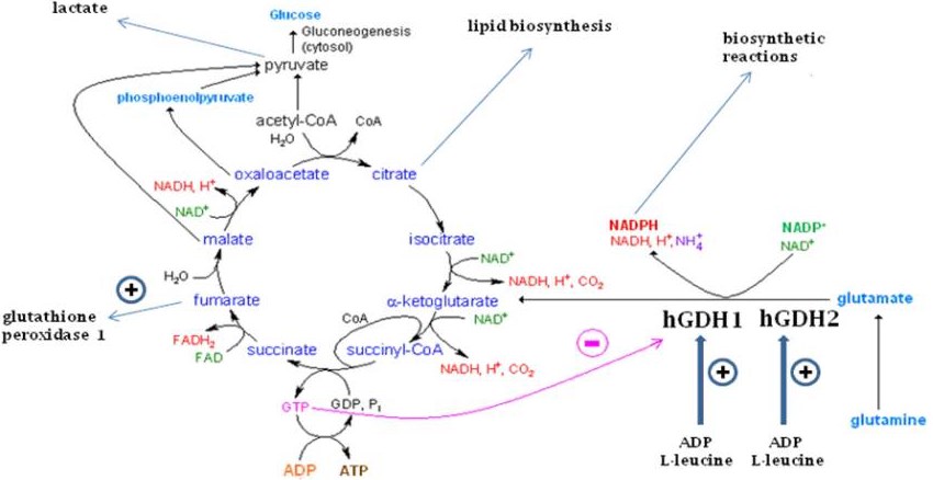 The glutamate dehydrogenase (GDH) pathway and the Krebs cycle function
