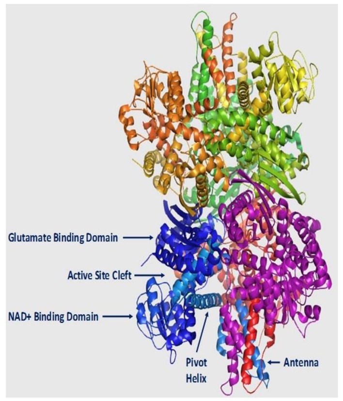 Structural model of hGDH