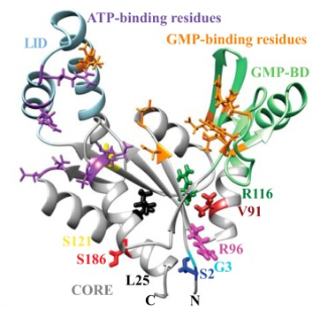 location  of the CORE domain, nsSNVs, and active site residues depicted in the  lowest-energy conformer of apo-hGMPK