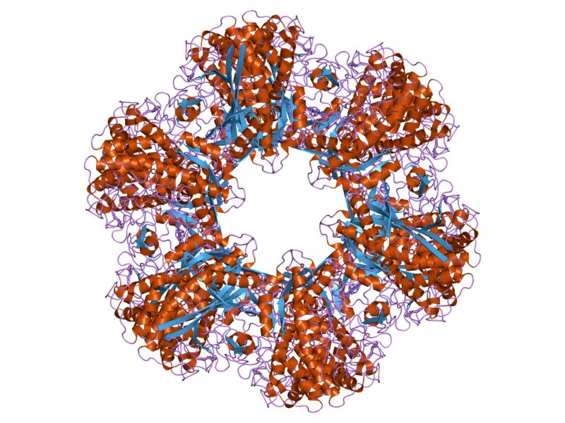 Enzyme structure of GS.