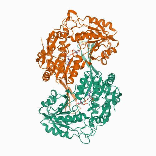 Galactose dehydrogenase