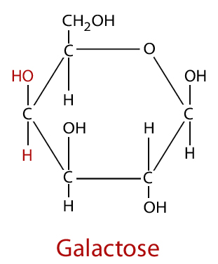 Protein structure of galactose.