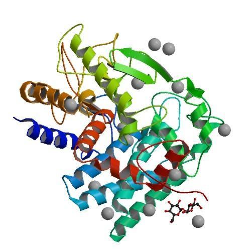 Enzyme structure of glucanase.