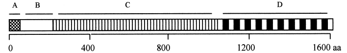 Schematic structure of glucansucrases for which encoding genes have been  cloned. A, signal peptide; B, variable region; C, N-terminal catalytic domain;  D, C-terminal glucan binding domain