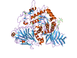 Protein structure of glucoamylase.