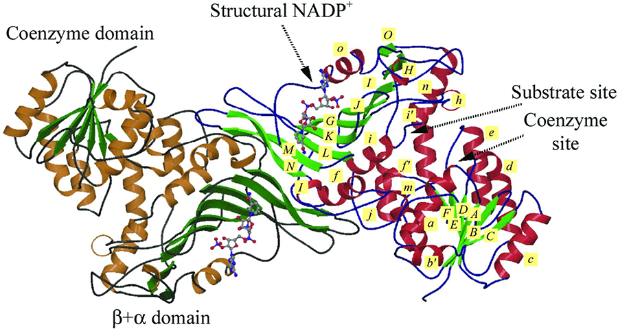 Glucose-6-phosphate dehydrogenase 