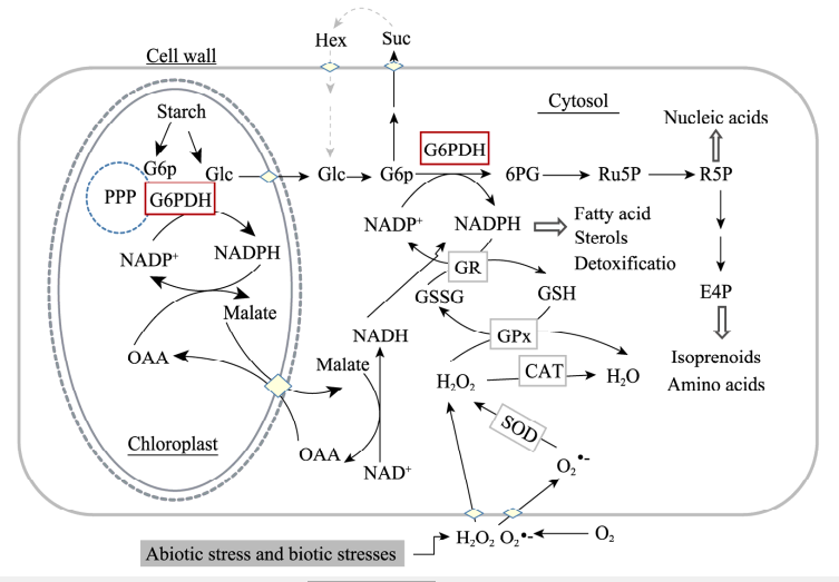 Glucose-6-phosphate dehydrogenase 