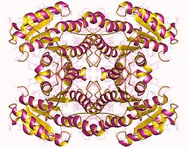 Protein structure of glucose dehydrogenase.