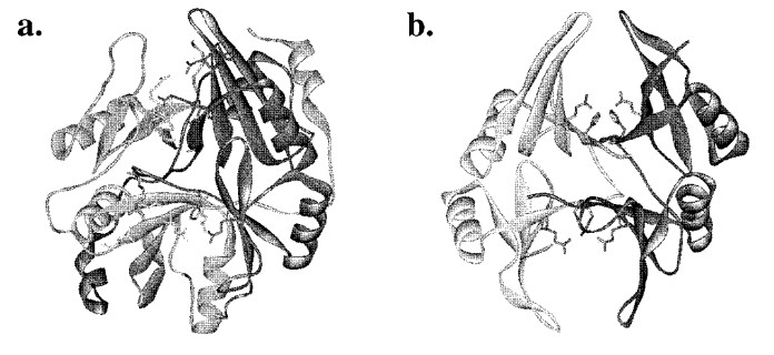  Solid ribbon representations of the crystal structures of human and Escherichia coli glyoxalase I respectively 