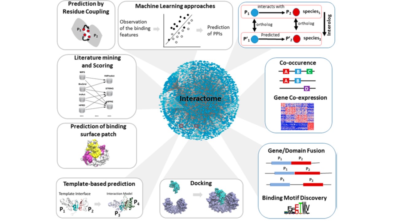 Types of methods aiming to solve the prediction of protein interaction problem.