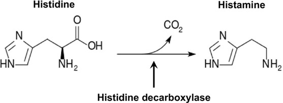 Histamine synthesis 