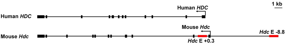 Genomic  structures of the human and mouse histidine decarboxylase (HDC) gene. Red bars  indicate the enhancers we described 