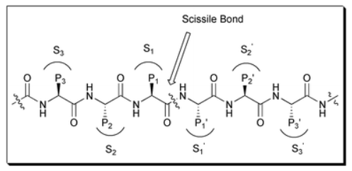 Standard nomenclature P1⋯Pn, P1′⋯Pn′ is used to designate amino  acid residues of peptide substrates