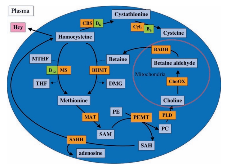 Homocysteine metabolism in the liver 