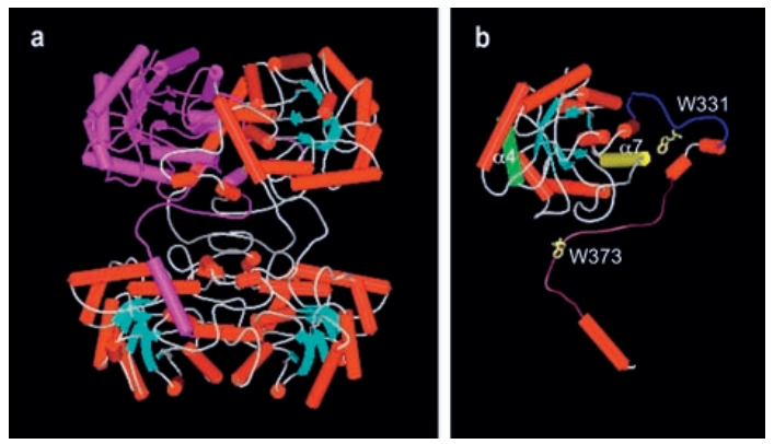 BHMT structure 