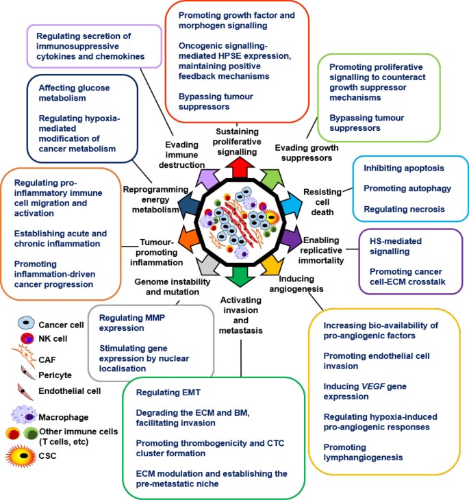 HPSE regulates all hallmarks and enabling characteristics of cancer