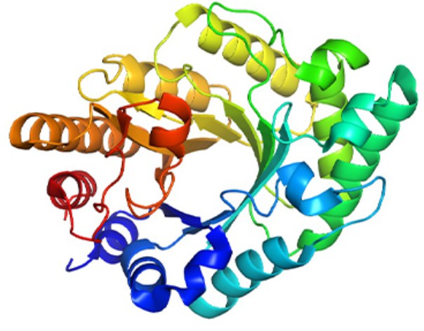 Structure of Hemicellulase