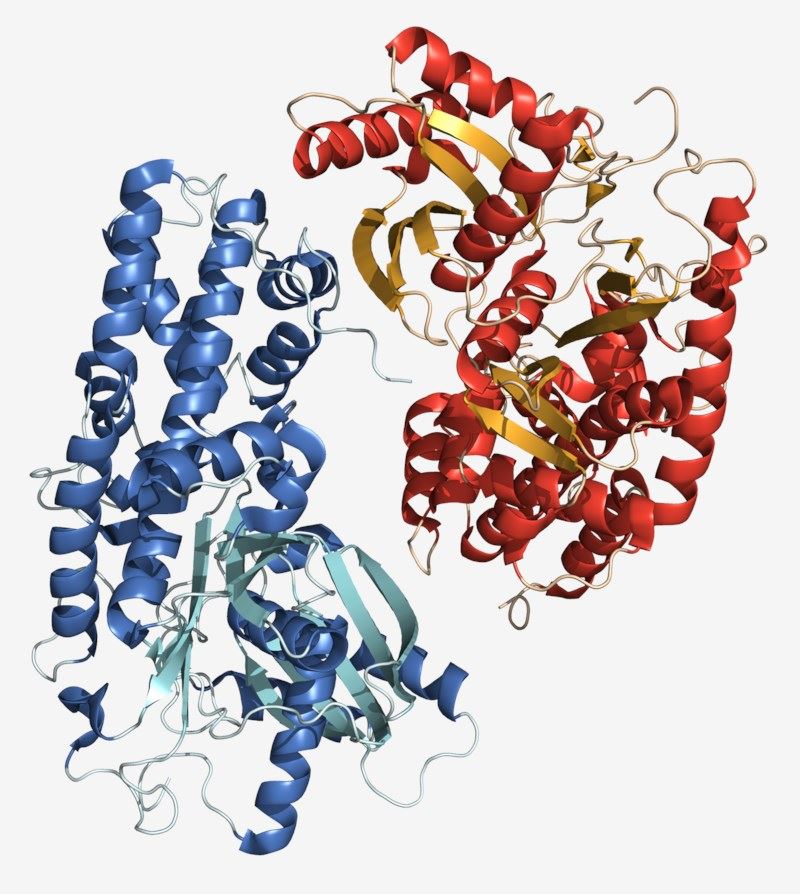 Structure of hexokinase.