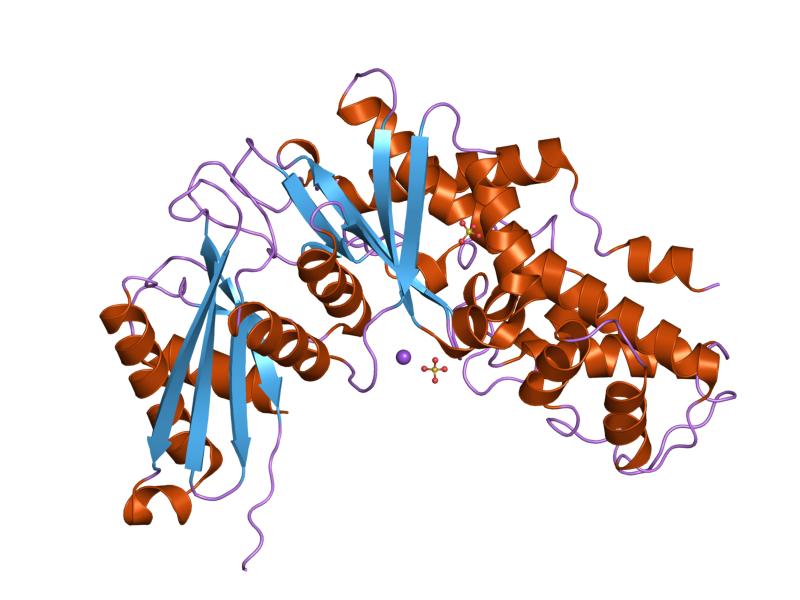 Structure of Hexokinase1.