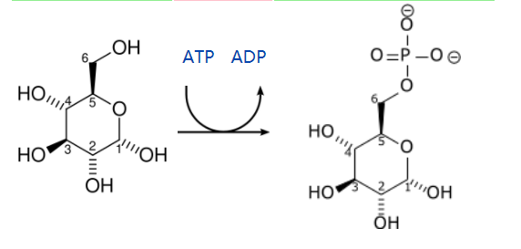 Glucose is phosphorylated by hexokinase