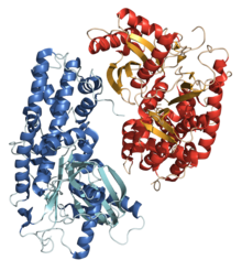 Hexokinase (ADP-Dependent)