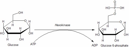 Hexokinase (ADP-Dependent)