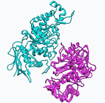 Hexosaminidase