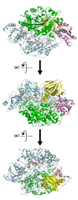 overview of recombinant HADH structure