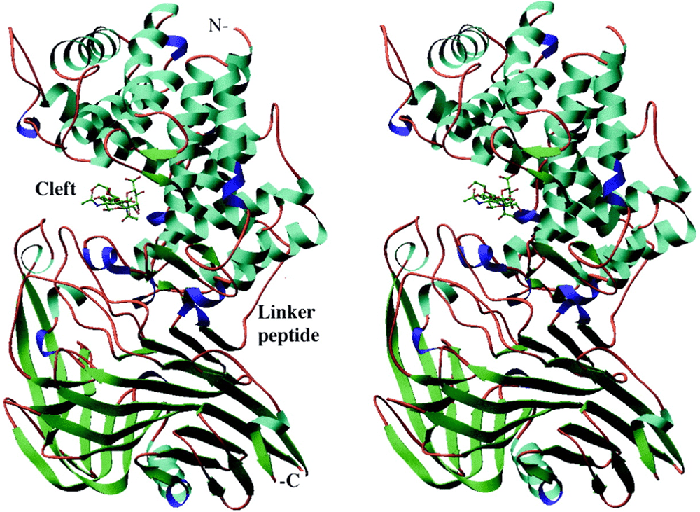 Hyaluronate Lyase 